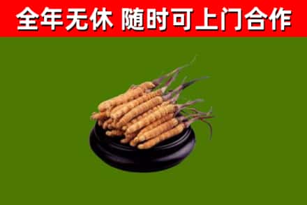 上海市烟酒回收冬虫夏草.jpg